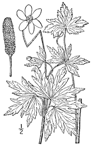 Anemone cylindrica BB-1913.png