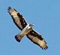 Aquila spilogastra -Kenya -flying-8, crop