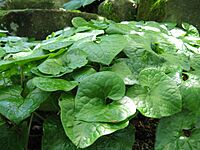 Asarum caulescens1