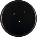 Aspergillus penicillioides cya