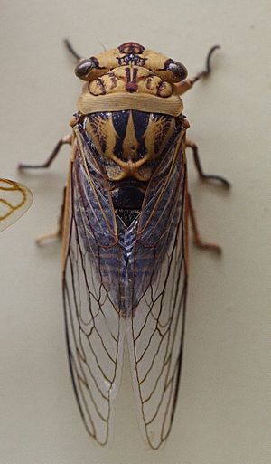 AustralianMuseum cicada specimen 32