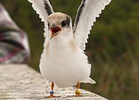 Banded juvenile California Least Tern