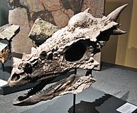 Berlin Naturkundemuseum Dino Schaedel.jpg