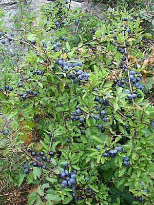 Blackthorn aka sloe aka prunus spinosa sweden 20050924