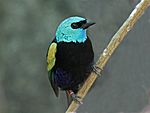 Blue-necked Tanager RWD3.jpg