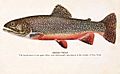 Brook trout 1918