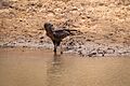 Brown Snake Eagle Circaetus cinereus, Yankari Game Reserve, Nigeria