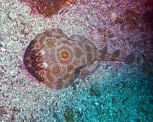 Bullseye Stingray - Day 267.jpg