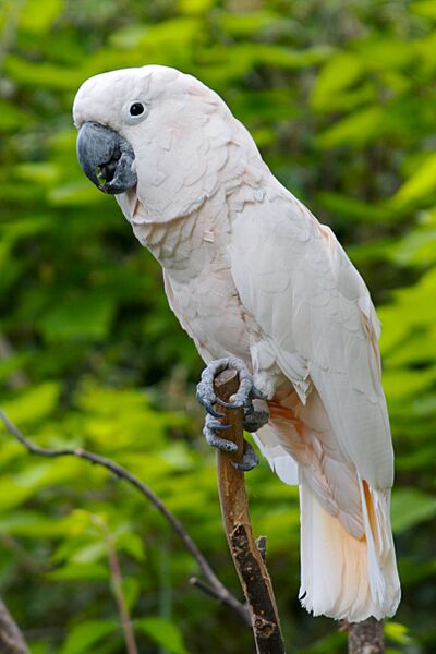 Cacatua moluccensis -Cincinnati Zoo-8a