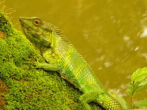 Calotes nemoricola (Pookode Lake, Wayanad, India).jpg