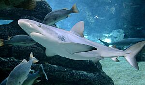 Carcharhinus limbatus in UShaka Sea World 1072