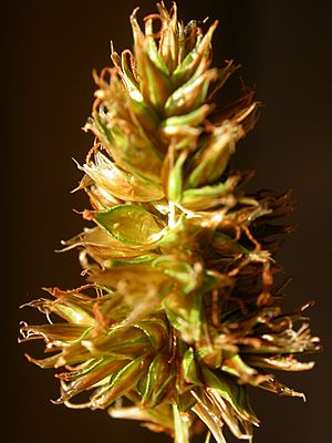 Carex hoodii.jpg