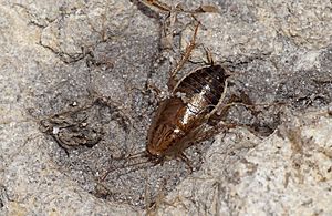 Cariblatta minima.jpg