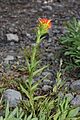 Castilleja suksdorfii 5912