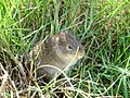 Cavia intermedia f825