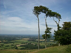 Chanctonbury Ring 6