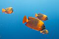 Clarion angelfish (Holacanthus clarionensis) (19185438555)