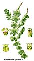 Cleaned-Illustration Myriophyllum spicatum