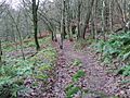 Cleatop Wood - geograph.org.uk - 629064