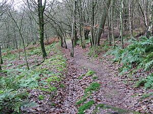 Cleatop Wood - geograph.org.uk - 629064