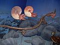 Clidastes propython skeleton and ammonite models