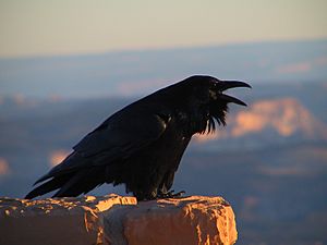 Corvus corax (NPS)