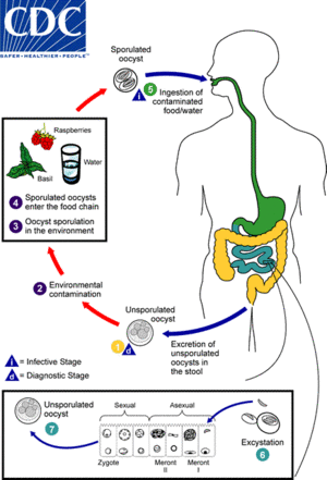 Cyclospora Lifecycle