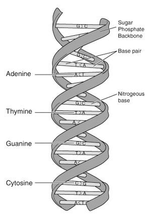 DNA-structure-and-bases