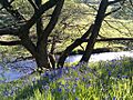 Dane-in-Shaw bluebells