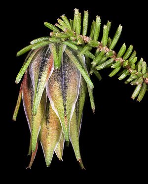 Darwinia helichrysoides - Flickr - Kevin Thiele.jpg