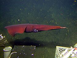 Deep sea squid