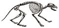 Description iconographique comparée du squelette et du système dentaire des mammifères récents et fossiles (Procyon lotor)