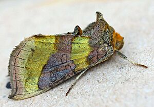 Diachrysa chrysalis01