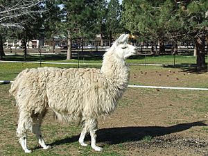 Domestic llama (2009-05-19)