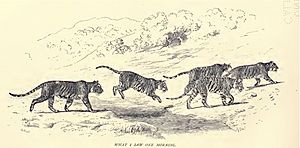Douglas Hamilton, 5 tigers seen