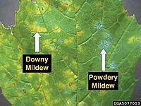 Downy and Powdery mildew on grape leaf