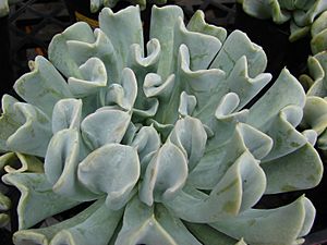 Echeveria runyonii 'Topsy Turvy', Maui, Hawaii - 20070906-02