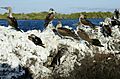 Elizabeth Bay -Isabela Island -birds