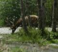 Elk at Fern Canyon