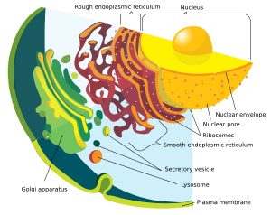 Endomembrane system diagram en