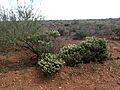 Eremophila cuneifolia (1)