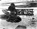 Eskimo woman dressing walrus skin, Alaska, nd (COBB 273)