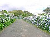 Estrada tipica dos Açores, caminhos de hortensias, Interior da ilha Terceira, Açores, Portugal