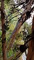 EucalyptusMcquoidii PerthBG-20171218-2b