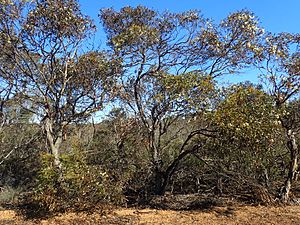 Eucalyptus annulata habit.jpg