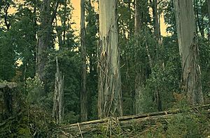 Eucalyptus brookeriana.jpg