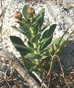 Euphorbia telephioides.jpg