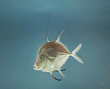 Fish4445 - Flickr - NOAA Photo Library