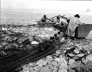 Fishermen hauling a salmon seine, Karluk, Alaska, June 1906 (COBB 62)