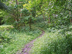 Footpath near Lickfold - geograph.org.uk - 1341979.jpg